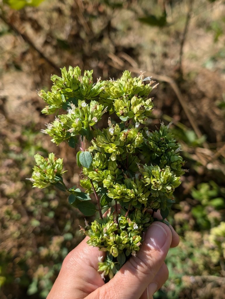 
Orégano verde (Origanum vulgare var. virens).