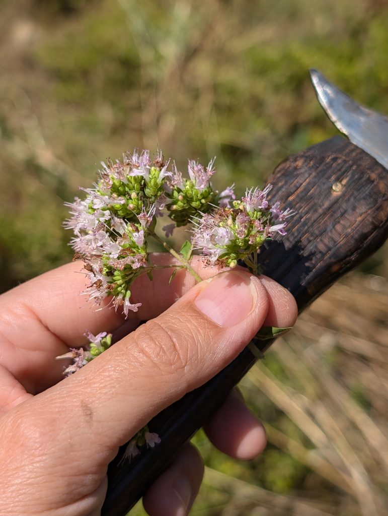 
Origanum vulgare var. vulgar.