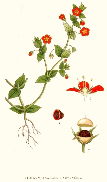 Lámina botánica de pimpinela escarlata (Anagallis arvensis o Lysimachia arvensis).