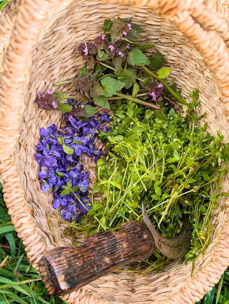 Cesto con flores de violeta, lamio púrpura y pamplina.