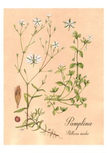 Lámina botánica de la pamplina (Stellaria media)