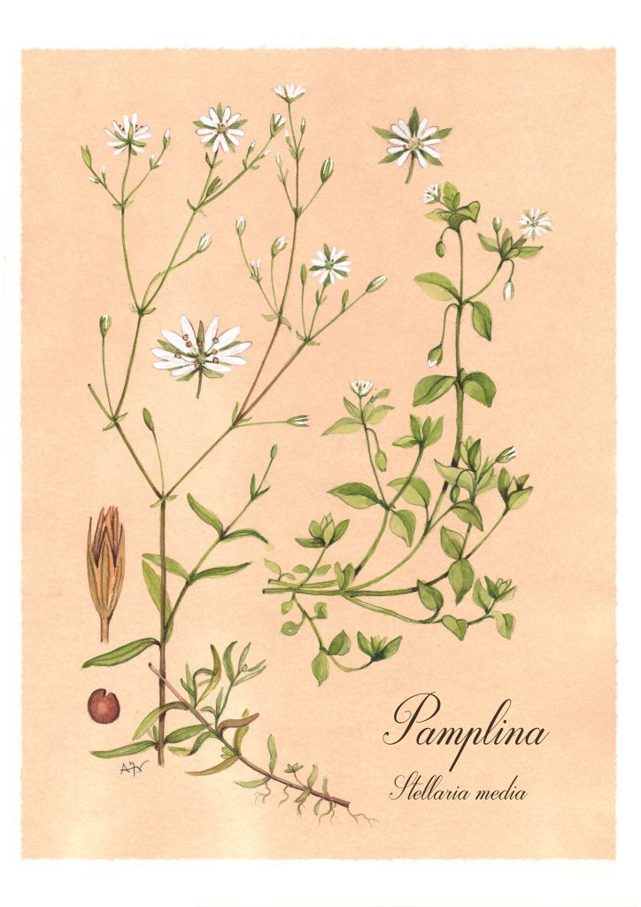 Lámina botánica de la pamplina (Stellaria media)