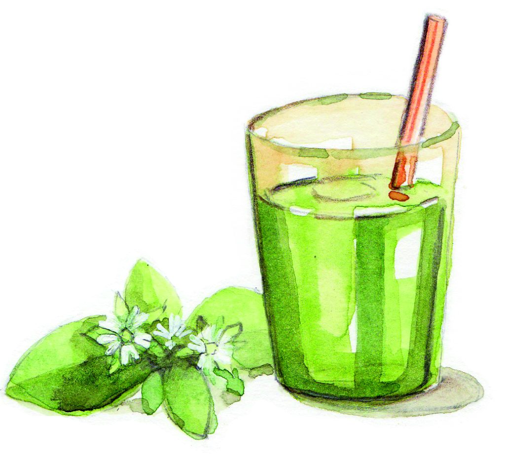 Dibujo de batido verde de la agenda herbal 2022 por Azahar Giner.