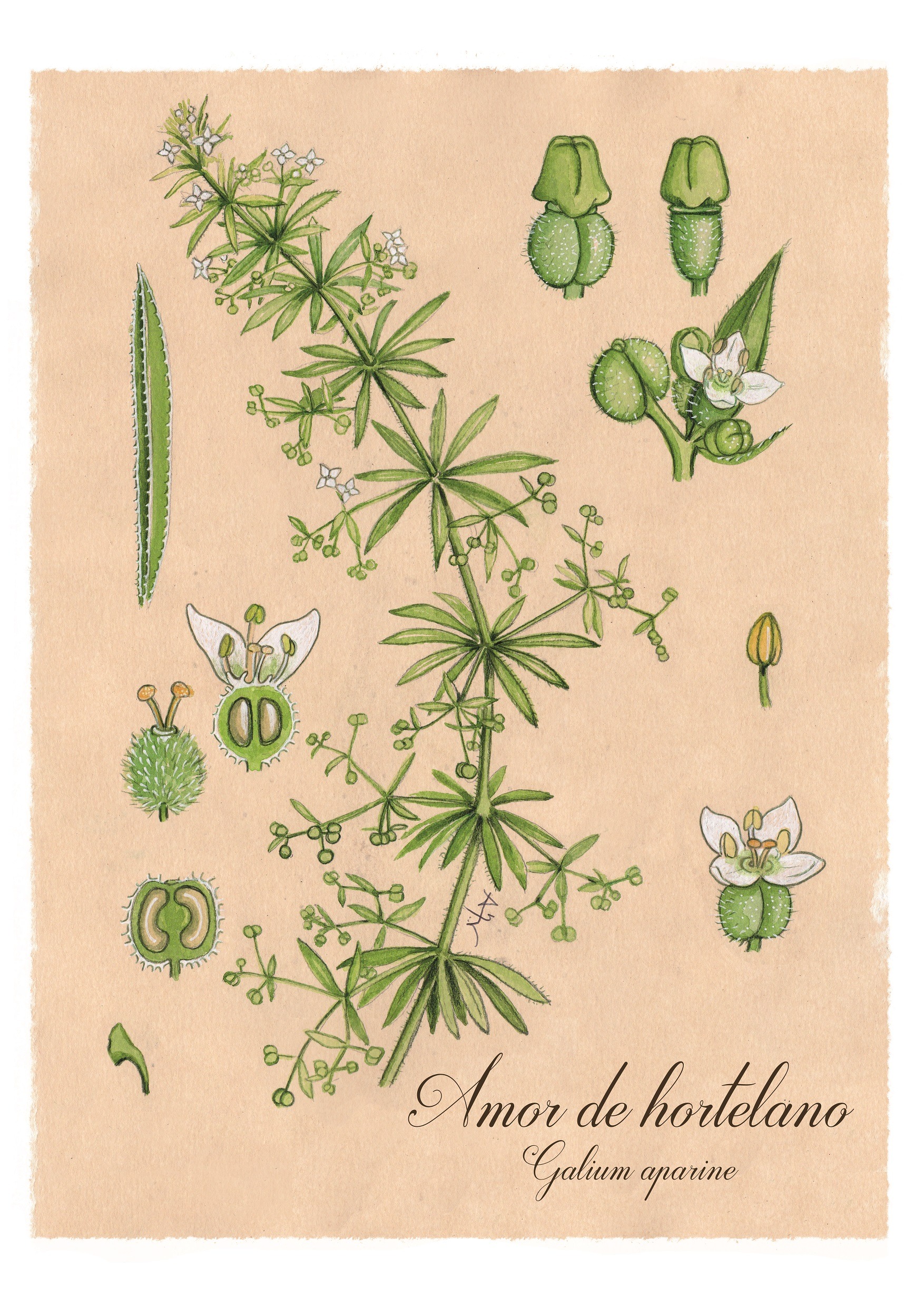 plantas-olvidadas-el-amor-de-hortelano-galium-aparine-escuela-herbal
