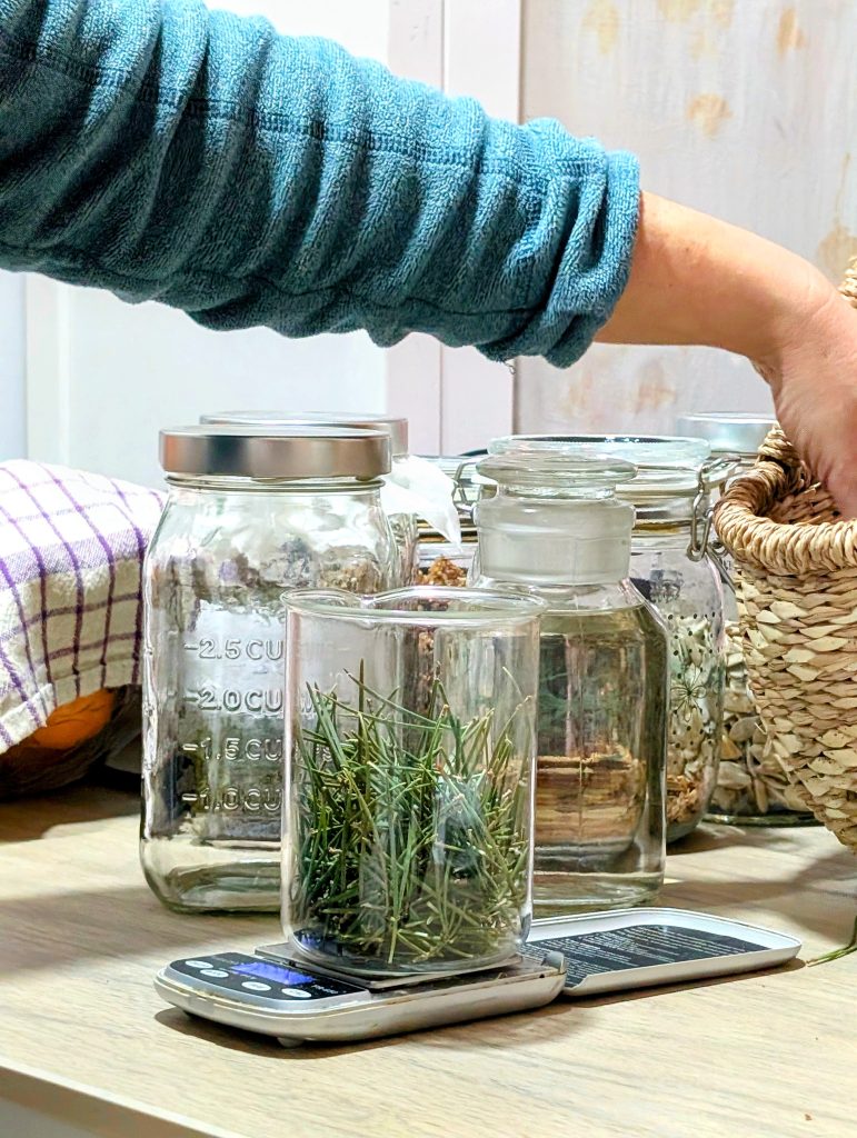 Pesando acículas de pino silvestre para elaborar con ellas varios tipos de preparados herbales.